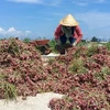 Quang Ngai province struggles to lift farmers out of poverty
