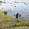 Mekong Delta floods inundate over 2,000ha of rice