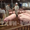 Vietnam needs national framework for safe pork