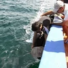 Kien Giang: 12 sea turtles returned to nature