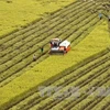 Hau Giang, RoK firms work to promote high-tech agriculture 