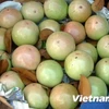 ​Tien Giang: 400 tonnes of star apples to set off for US