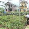 Ninh Binh province's farms go high-tech