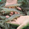 Vietnam has opportunities to boost white-leg shrimp exports to EU