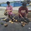 Dead sperm whale in Indonesia found with 6kg of plastic in its stomach