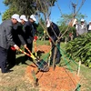 Japanese cherry trees planted in Da Lat city