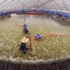 First breeding shrimp farm in Vietnam meets OIE standards