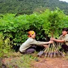 Quang Tri plants over 7,200 ha of concentrated forest