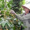 Vietnam expects to export 1.7 mln tonnes of coffee this year 