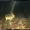 First insight into the ecology of an elusive and threatened rabbit