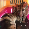 Two rare palm civets saved from illegal online trade
