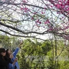 Cherry blossom festival to return to Pa Khoang, Dien Bien