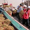 Vegetable, fruit export growth slows down