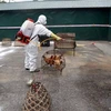 Southern provinces take steps to control avian flu outbreak