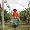 Binh Thuan: Over 30 percent of dragonfruit land under VietGap