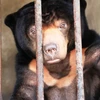 Sun bear rescued in Tay Ninh after 15 years in captivity