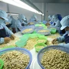 Conference looks to improve cashew processing quality