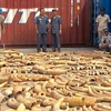 Cambodia seizes over 3.2 tonnes of ivory