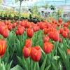 Chiang Mai's tulips in full bloom during New Year holiday