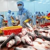 Vietnam’s tra fish exports exceed 2 billion USD for first time