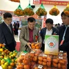 Tangerine variety in Hoa Binh granted collective trademark
