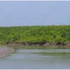 Mangrove forests used to breed aquatic species