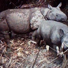 Indonesia tsunami sparks fears of Javan rhino endangerment