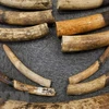 Man prosecuted for crafting large amount of ivory products