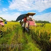 Soc Trang: Organic rice cultivation yields good results