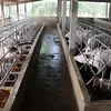 Vietnam improves animal farming quality