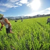 Indonesia works to improve rice irrigation 