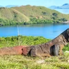 Indonesia to temporarily close Komodo Island