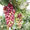 Ninh Thuan’s new grape variety approved for cultivation