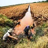 Saline intrusion threatens Mekong Delta