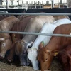 Hoa Phat steps up Australian beef supply in Vietnam 