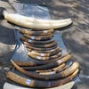 Hai Phong seizes 1.4 tonnes of pangolin scales, 100kg of tusks