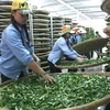 Vietnam’s tea exports down in both volume and value