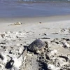 Rare sea turtle sent back to ocean