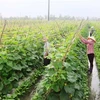 VietGAP certificates given to 81,500 hectares of crops