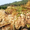 ‘Kingdom of Garlic’ faces challenges as prices fall