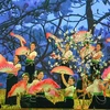 Ban Flower Festival 2019 to be held in Dien Bien in March