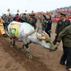 Painting contest held for buffaloes joining ploughing festival in Ha Nam