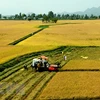 Bac Lieu to continue expanding large-scale rice fields