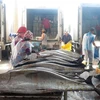 Fishermen in central region enjoy bumper catches during Tet