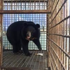 Thousands of Hanoians call for end to bear farming