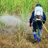 Pesticide products with chlorpyrifos-ethyl, fipronil banned in Vietnam