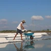 Salt farmers in Ba Ria-Vung Tau rejoice as sun beats down