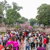 Japanese cherry blossom festival brings global wonders to Hanoi