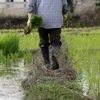 Thailand: rice bill expected to be approved