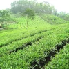 Phu Tho to invest 5 million USD in tea industry development 